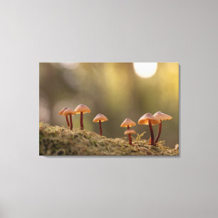 Impressão Em Tela Tiny Mushroom Nature Foto