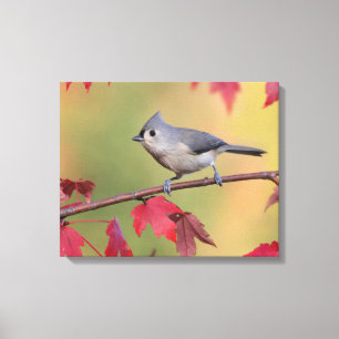Impressão Em Tela Titmice adornados