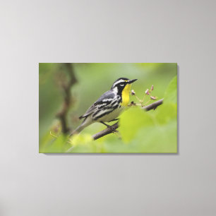 Impressão Em Tela Toutinegra Amarelo-throated masculina, Dendroica
