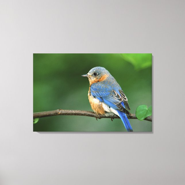 Impressão Em Tela Toutinegra-azul-fêmea, Sialia sialis (Frente)