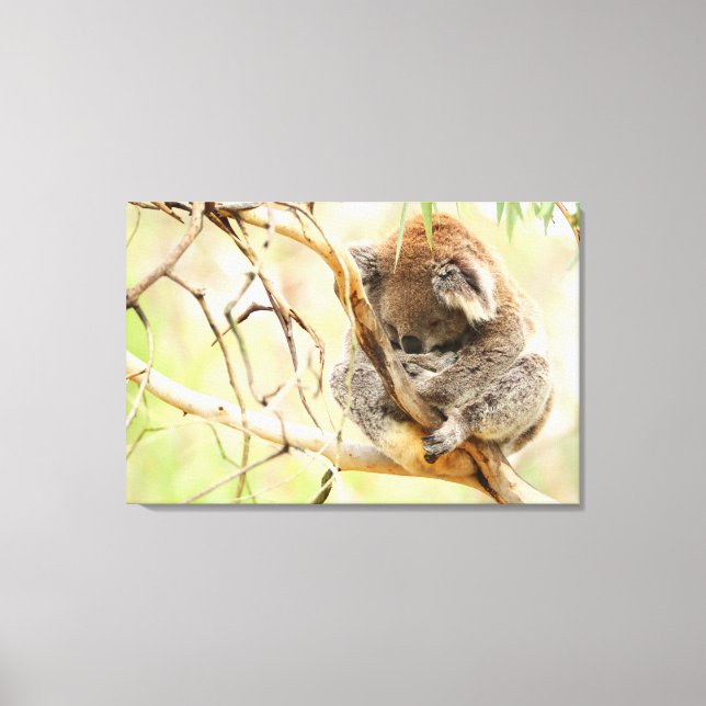 Impressão Em Tela TRANQUIL KOALA 24x36 (Frente)