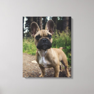 Impressão Em Tela Travesseiro decorativo de Buldogue Francês