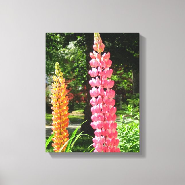 Impressão Em Tela Tremoços num Jardim de Algodão - Vinha de Martha (Frente)