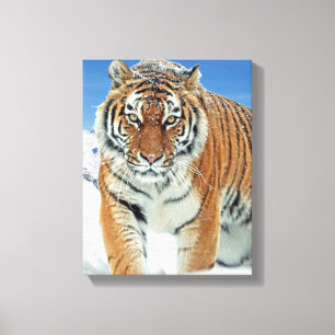 Impressão Em Tela Trendy Tiger Snow Mounains Winter Nature Photo
