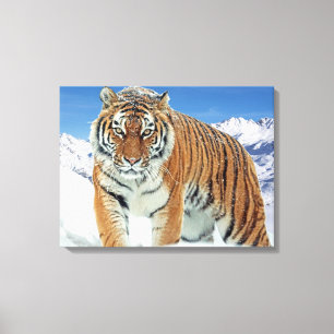 Impressão Em Tela Trendy Tiger Snow Mounains Winter Nature Photo