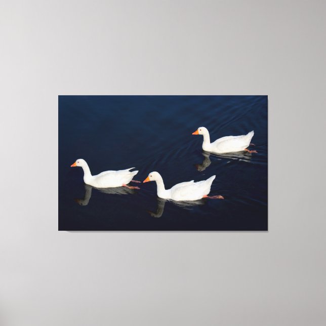 Impressão Em Tela Três Emden Geese (Frente)