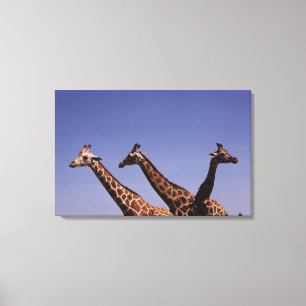 Impressão Em Tela Três girafas