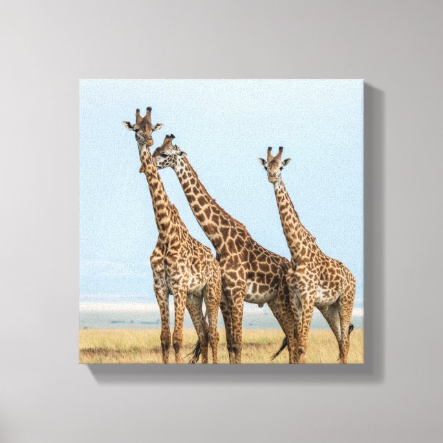 Impressão Em Tela Três girafas posando (Frente)
