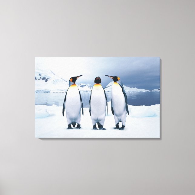 Impressão Em Tela Três King Penguins (Frente)
