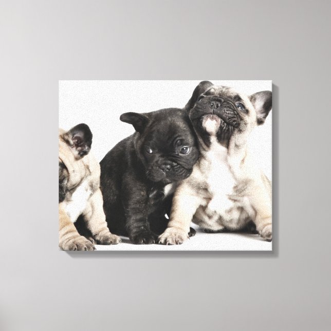 Impressão Em Tela Três Pug Puppies (Frente)