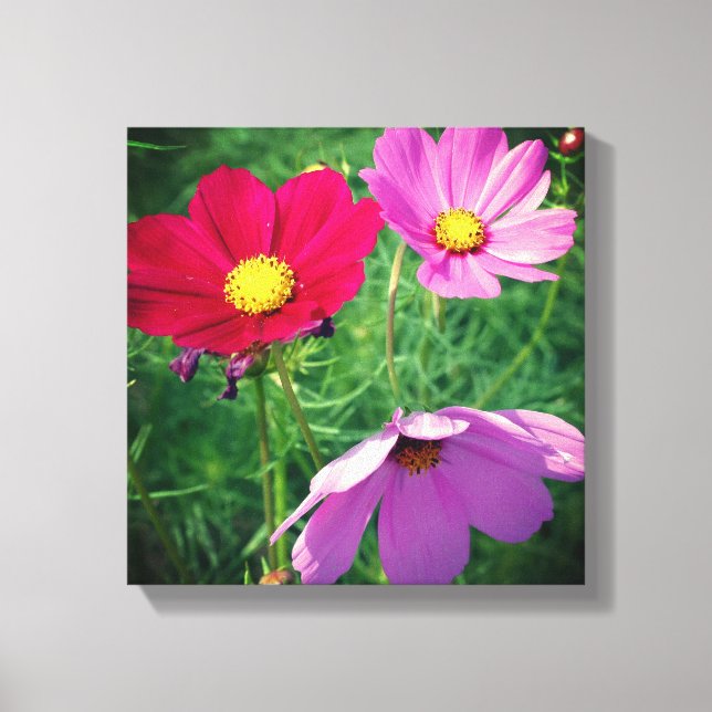 Impressão Em Tela Trio de Flores de Cosmos  (Frente)