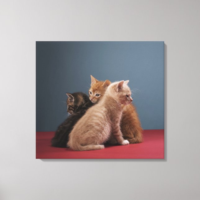 Impressão Em Tela Trio de gatinhos (Frente)