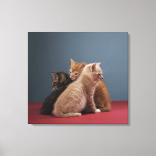 Impressão Em Tela Trio dos gatinhos