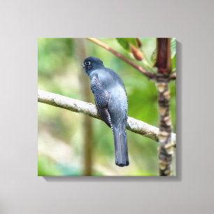 Impressão Em Tela Trogon Violeta Acinturado na Costa Rica