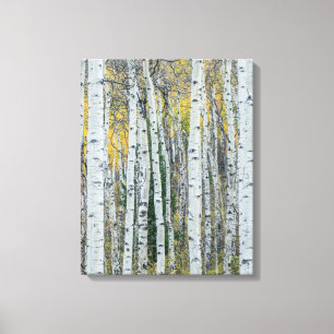 Impressão Em Tela Troncos de Árvore Aspen Aspen, Colorado