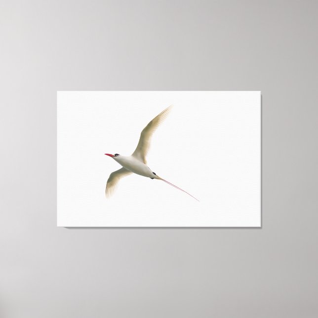Impressão Em Tela Tropicbird de cauda vermelha (Frente)