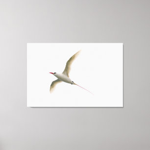 Impressão Em Tela Tropicbird Vermelho-atado