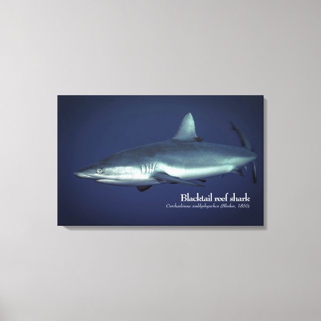 Impressão Em Tela Tubarão-recife-cinza na Micronésia Yap (Frente)