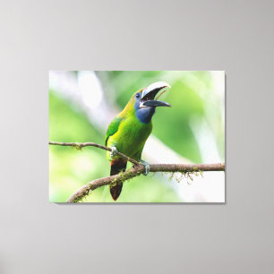 Impressão Em Tela Tucanete-esmeralda-do-norte na Costa Rica