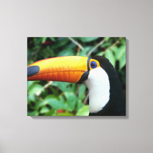 Impressão Em Tela Tucano-de-bico-amarelo (Frente)