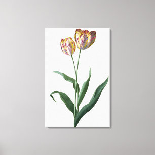 Impressão Em Tela Tulipa da tulipa