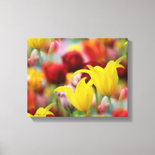Impressão Em Tela Tulipas Coloridas Múltiplas