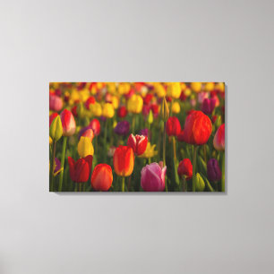 Impressão Em Tela Tulipas, Festival das Tulipas, Woodburn, Oregon, E