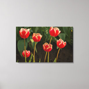 Impressão Em Tela Tulipas, Festival de Tulipas, Woodburn, Oregon, EU