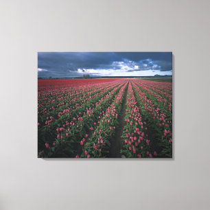 Impressão Em Tela Tulipas rosa brilhante e vermelho brilham sob o es