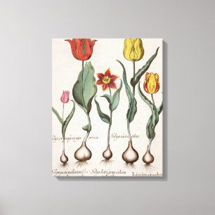 Impressão Em Tela Tulipas: rubens dos maculis do lutea 1.Tulipa; au