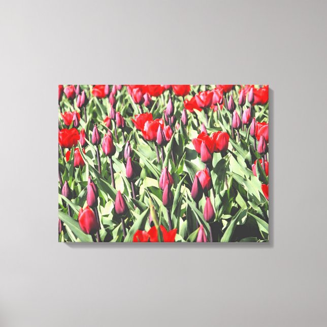 Impressão Em Tela Tulipas vermelhas (Frente)