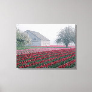 Impressão Em Tela Tulipas vermelhas e rosadas cumprimentam o dia em