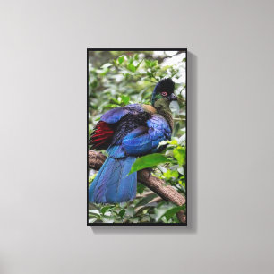 Impressão Em Tela Turaco Púrpura