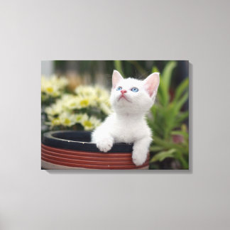 Impressão Em Tela Turco White Kitten