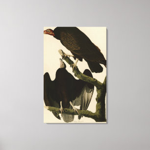 Impressão Em Tela Turquia Buzzard das Aves da América de Audubon