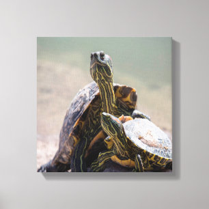Impressão Em Tela Turtle Love