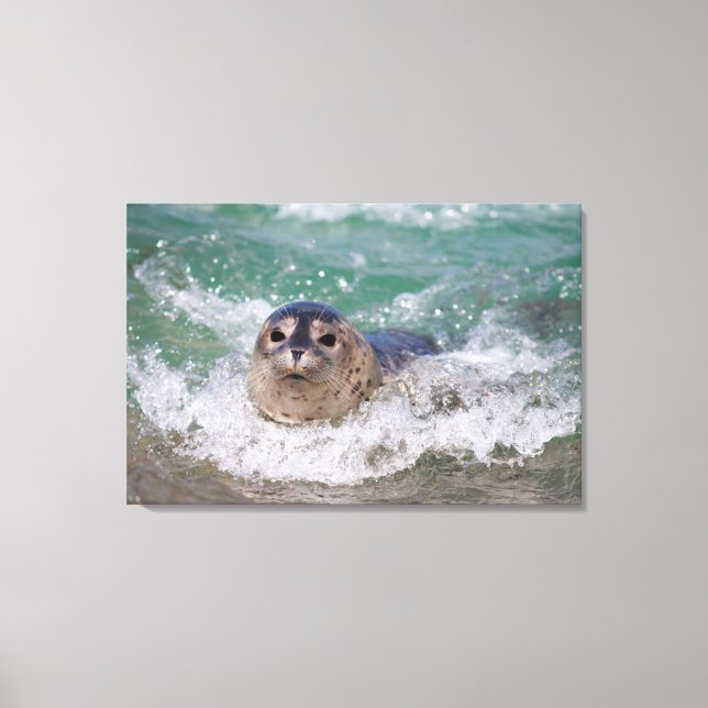 Impressão Em Tela Um bebê foca surfando (Frente)