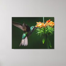Um Beija-flor de Garganta Branca saboreia o néctar