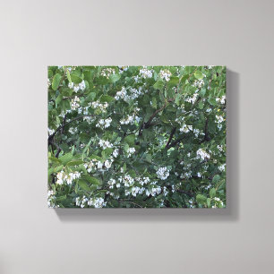 Impressão Em Tela Um Blooming California: Manzanita Dr. Hurd