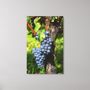 Impressão Em Tela Um cacho de uvas merlot maduras na videira com