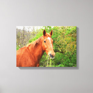 Impressão Em Tela Um cavalo chamou Orion