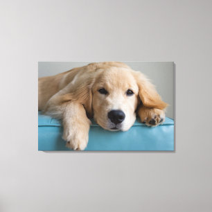 Impressão Em Tela Um filhote de cachorro do golden retriever