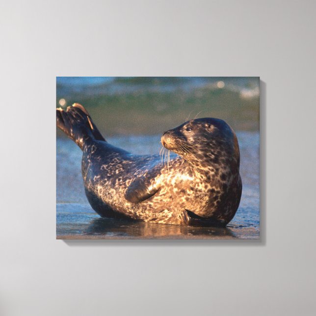 Impressão Em Tela Um filhote de foca levantando a cauda (Frente)