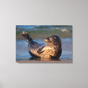 Impressão Em Tela Um filhote de foca levantando a cauda
