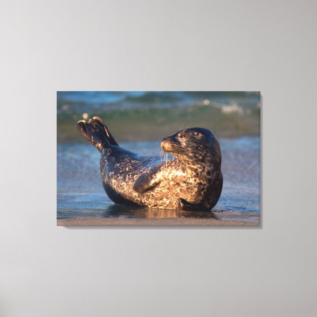 Impressão Em Tela Um filhote de foca levantando a cauda (Frente)
