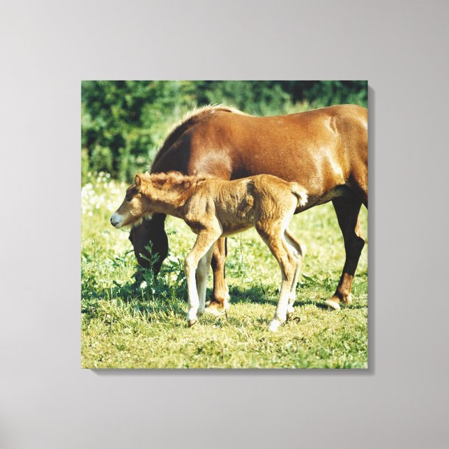 Impressão Em Tela Um galo e um cavalo numa pastagem. (Frente)