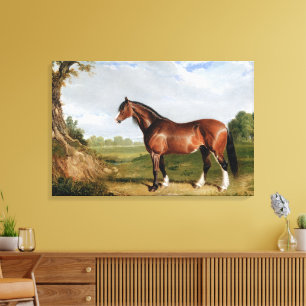 Impressão Em Tela Um Garanhão Clydesdale