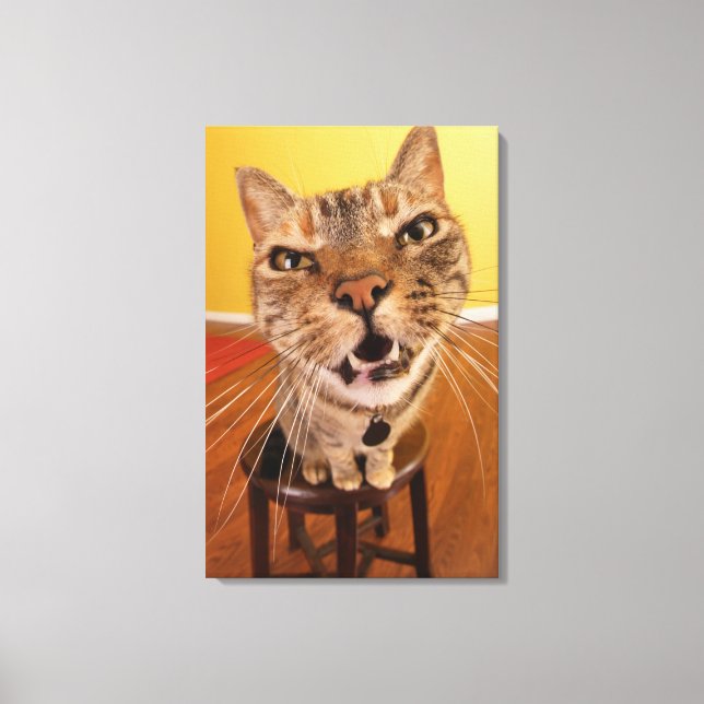 Impressão Em Tela Um gatinho humorístico senta-se num banco (Frente)