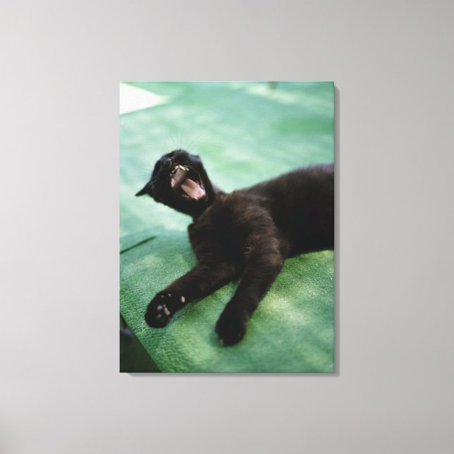 Impressão Em Tela Um gato bocejo. (Frente)