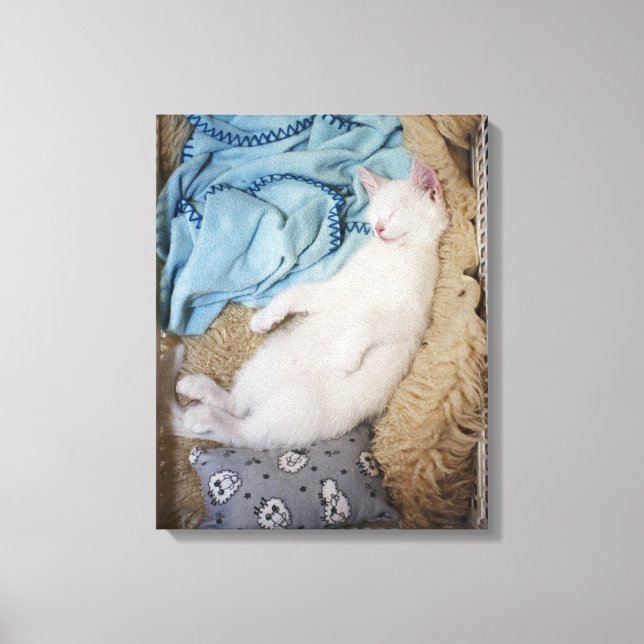 Impressão Em Tela Um gato branco dormindo numa cesta de roupa suja. (Frente)